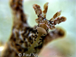 Juv.Sea Hare,nick name ( underwater mini giraffe )
 by Paul Ng 